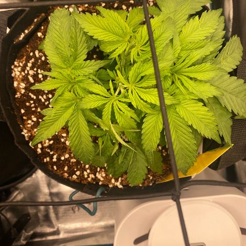 OPxM #2 growlog timeline photo
