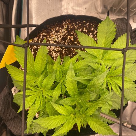OPxM #1 growlog timeline photo