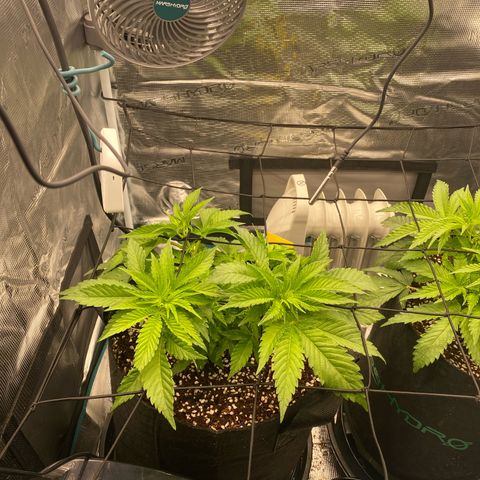 OPxM #1 growlog timeline photo