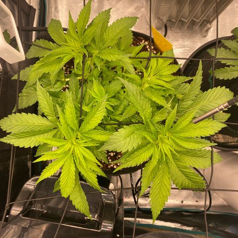 OPxM #1 growlog timeline photo