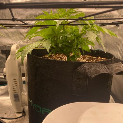 OPxM #2 growlog timeline photo