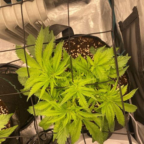 OPxM #2 growlog timeline photo