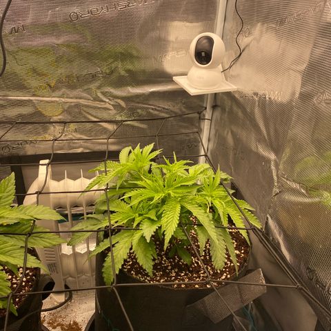 OPxM #2 growlog timeline photo