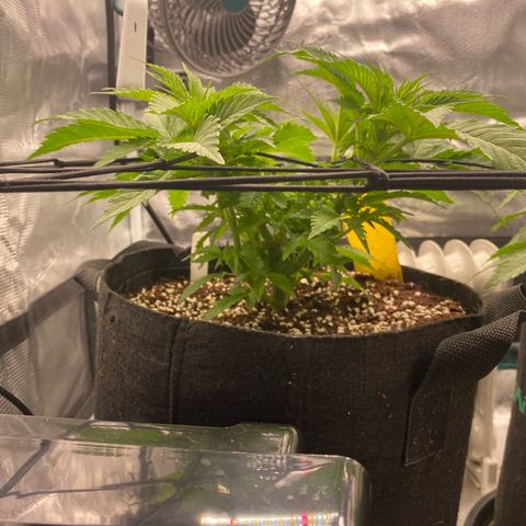 OPxM #1 growlog timeline photo
