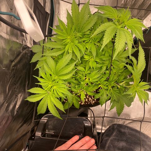 OPxM #1 growlog timeline photo