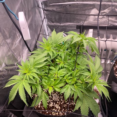 OPxM #1 growlog timeline photo