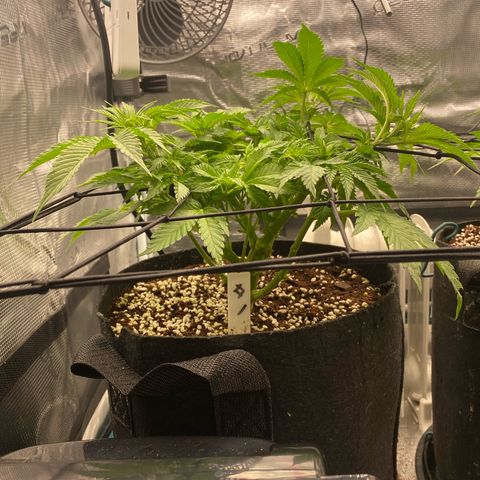 OPxM #1 growlog timeline photo