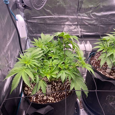 OPxM #1 growlog timeline photo