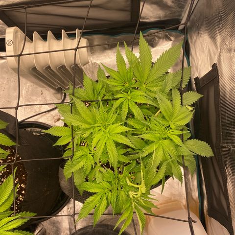 OPxM #2 growlog timeline photo