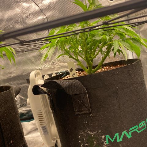 OPxM #2 growlog timeline photo