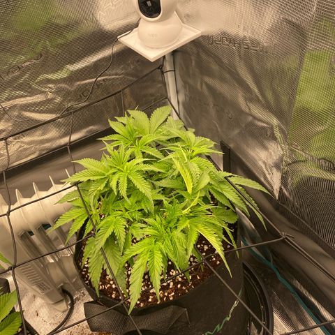 OPxM #2 growlog timeline photo