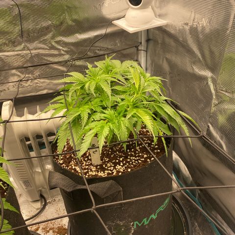 OPxM #2 growlog timeline photo