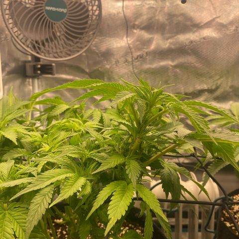 OPxM #1 growlog timeline photo