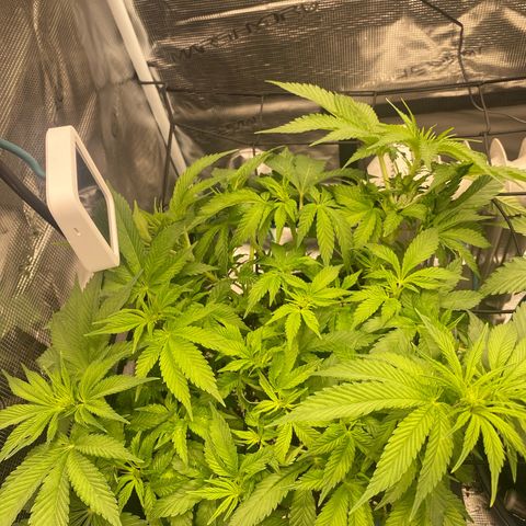 OPxM #1 growlog timeline photo