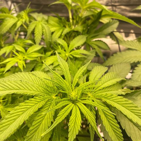 OPxM #1 growlog timeline photo