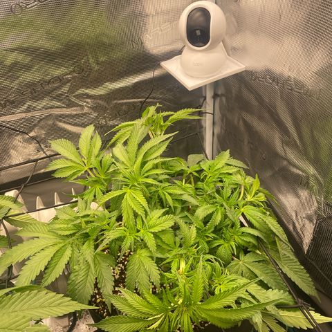 OPxM #2 growlog timeline photo