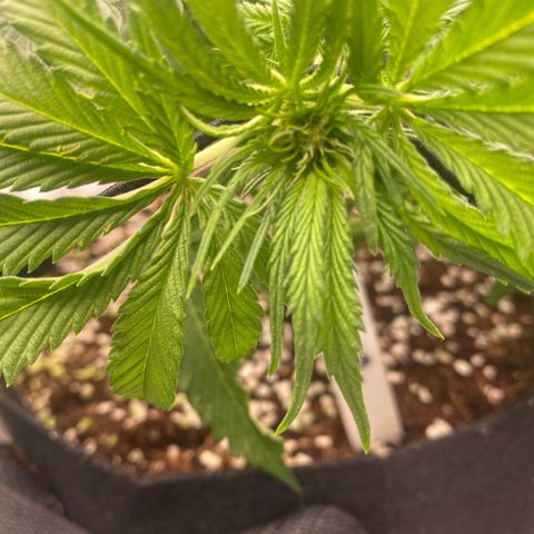 OPxM #2 growlog timeline photo