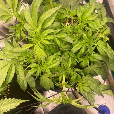 OPxM #2 growlog timeline photo