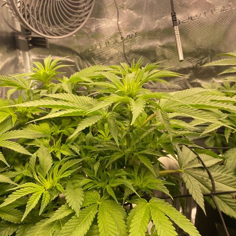 OPxM #1 growlog timeline photo