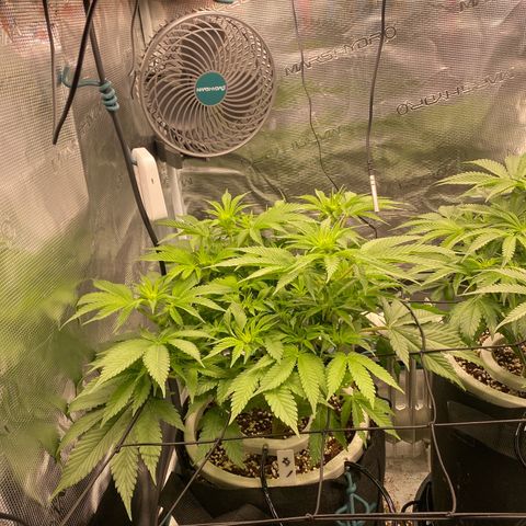 OPxM #1 growlog timeline photo