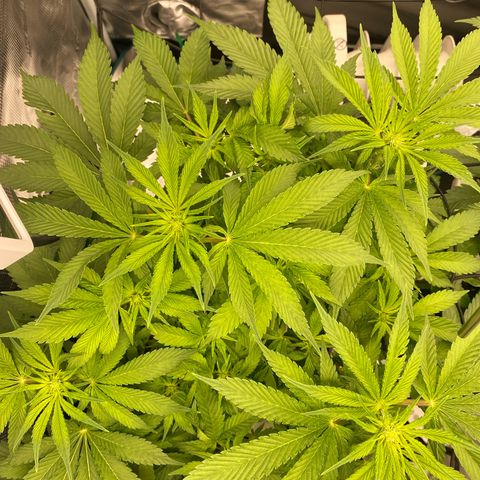 OPxM #1 growlog timeline photo