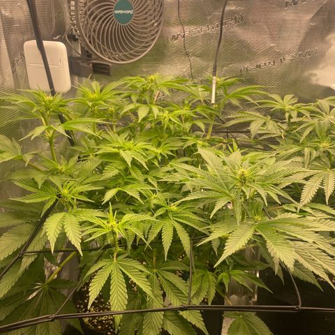 OPxM #1 growlog timeline photo