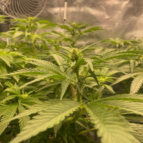 OPxM #1 growlog timeline photo