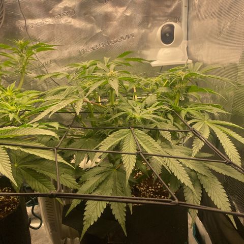 OPxM #2 growlog timeline photo