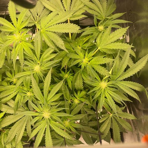 OPxM #2 growlog timeline photo