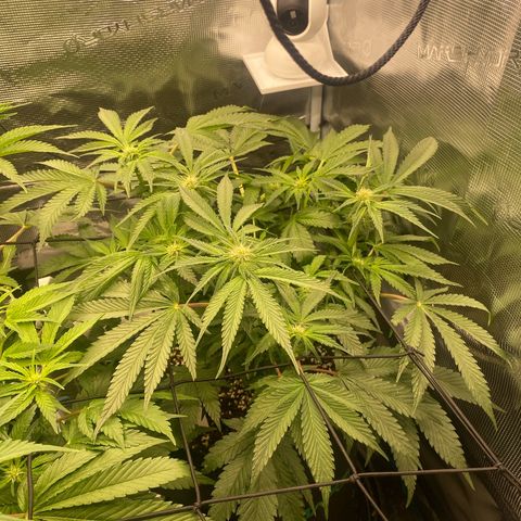 OPxM #2 growlog timeline photo