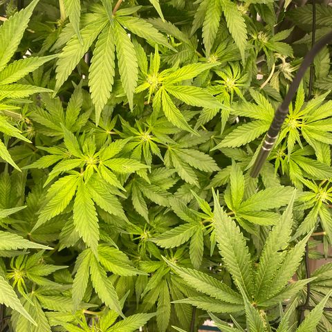 OPxM #1 growlog timeline photo