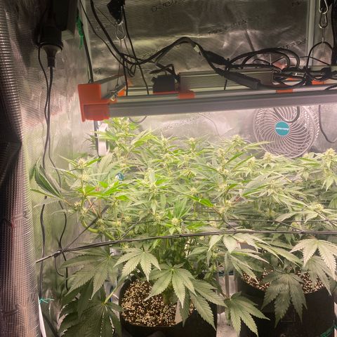 OPxM #1 growlog timeline photo