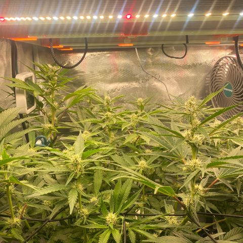 OPxM #1 growlog timeline photo