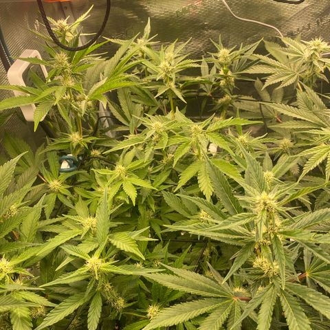 OPxM #1 growlog timeline photo