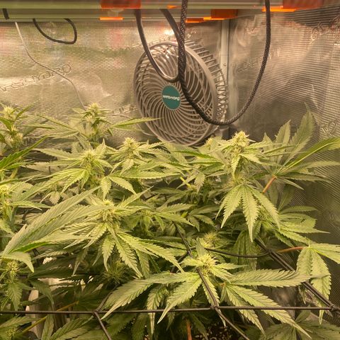 OPxM #2 growlog timeline photo