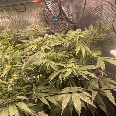 OPxM #2 growlog timeline photo