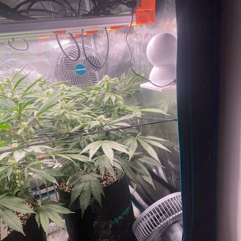 OPxM #2 growlog timeline photo
