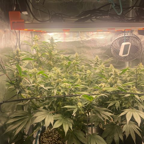 OPxM #1 growlog timeline photo