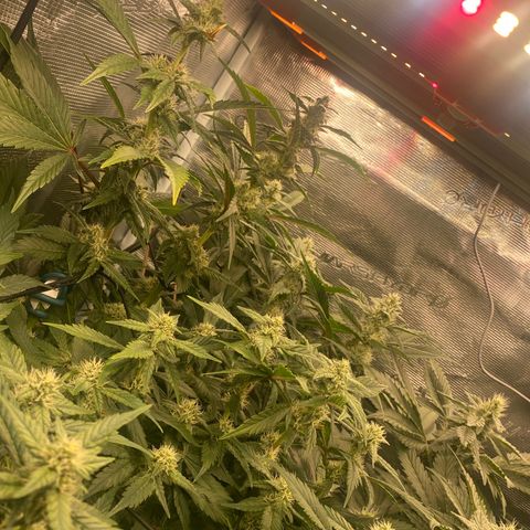 OPxM #1 growlog timeline photo