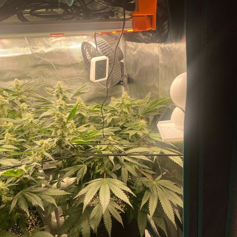 OPxM #2 growlog timeline photo