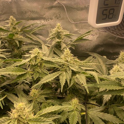 OPxM #2 growlog timeline photo