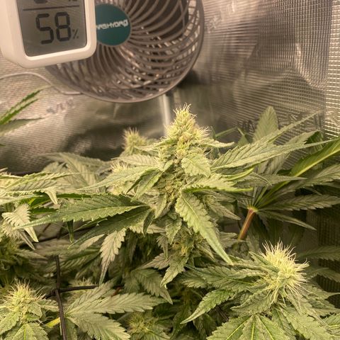 OPxM #2 growlog timeline photo