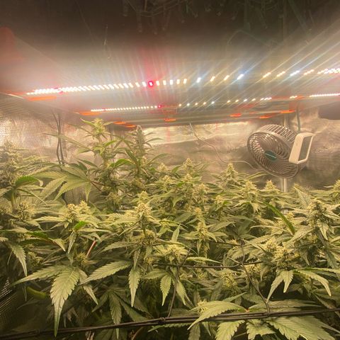 OPxM #1 growlog timeline photo