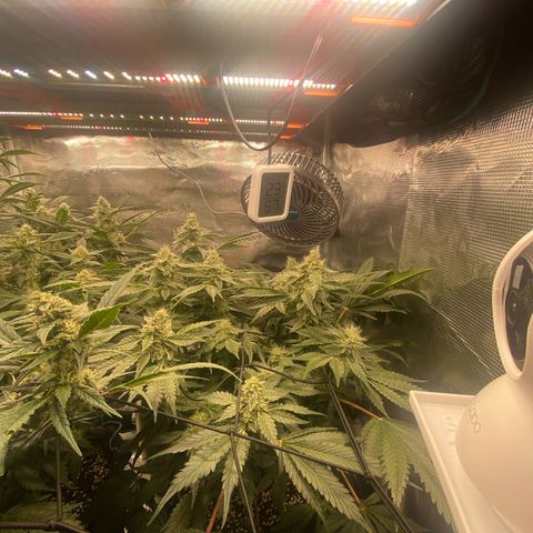 OPxM #2 growlog timeline photo
