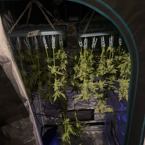 OPxM #1 growlog timeline photo
