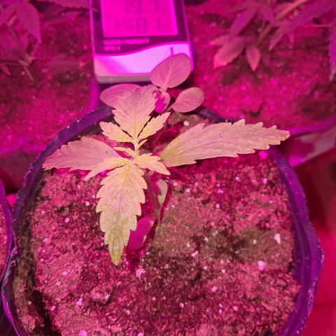 Gelato #33 growlog photo: Arrancó muy bien desde el primer día, el domingo trasplante y primer día de fertilizante 