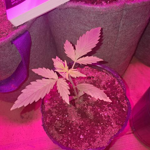 Gelato #33 growlog photo: Hoy a la noche trasplante a la maceta final