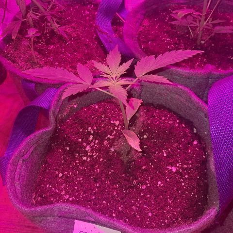Gelato #33 growlog photo: Trasplante definitivo
Ya arrancó la 1er semana con Top Auto
Es la que mejor y más rápido va creciendo