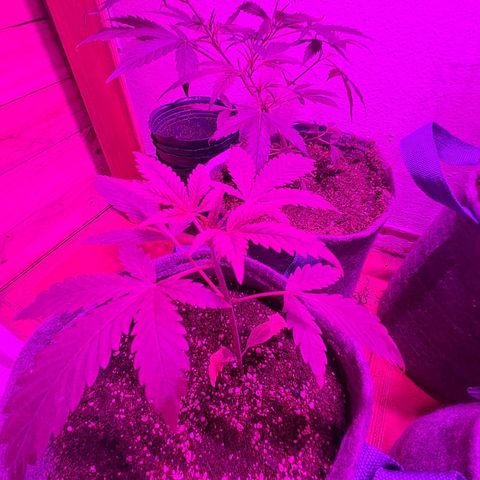 Gelato #33 growlog photo: Le puse un poco de Top Auto y Top Veg