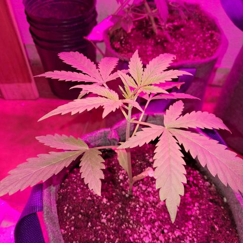 Gelato #33 growlog photo: Le puse un poco de Top Auto y Top Veg